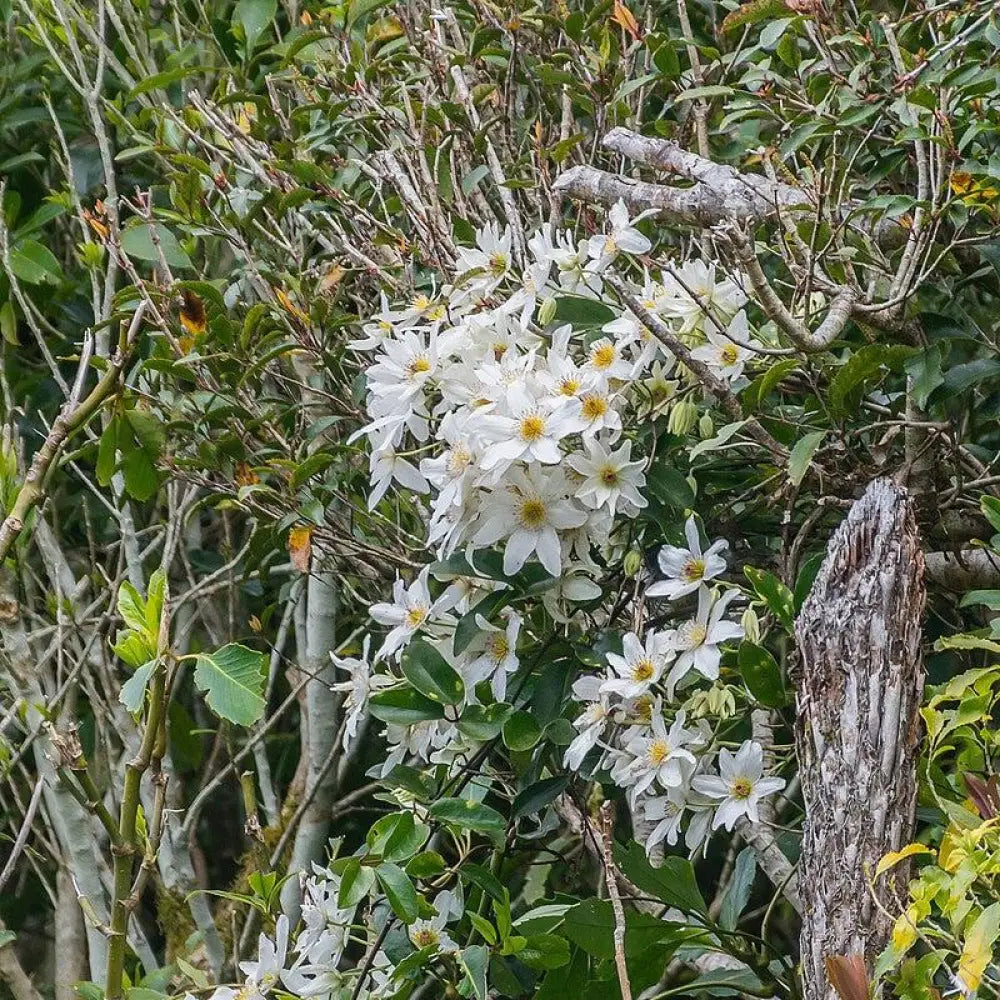 Autumn Clematis Vine