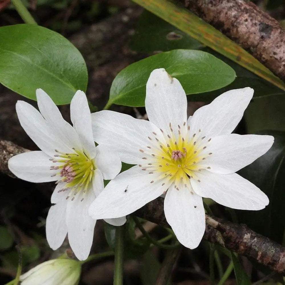 Autumn Clematis Vine