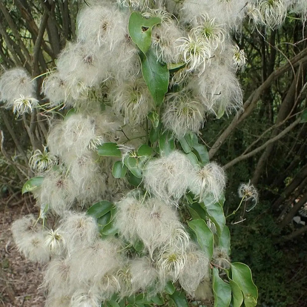 Autumn Clematis Vine