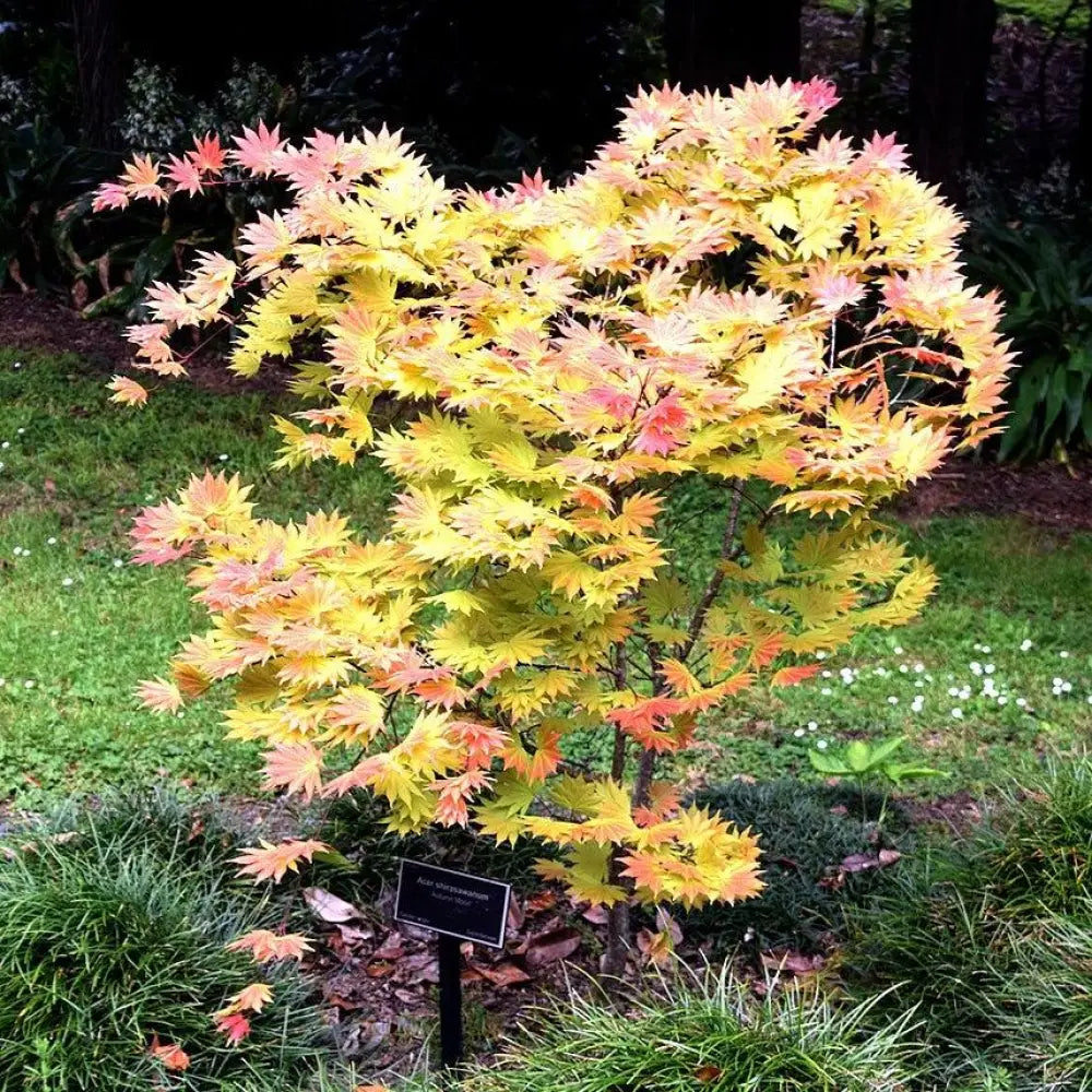 Autumn Moon Japanese Maple 3 GALLON Tree
