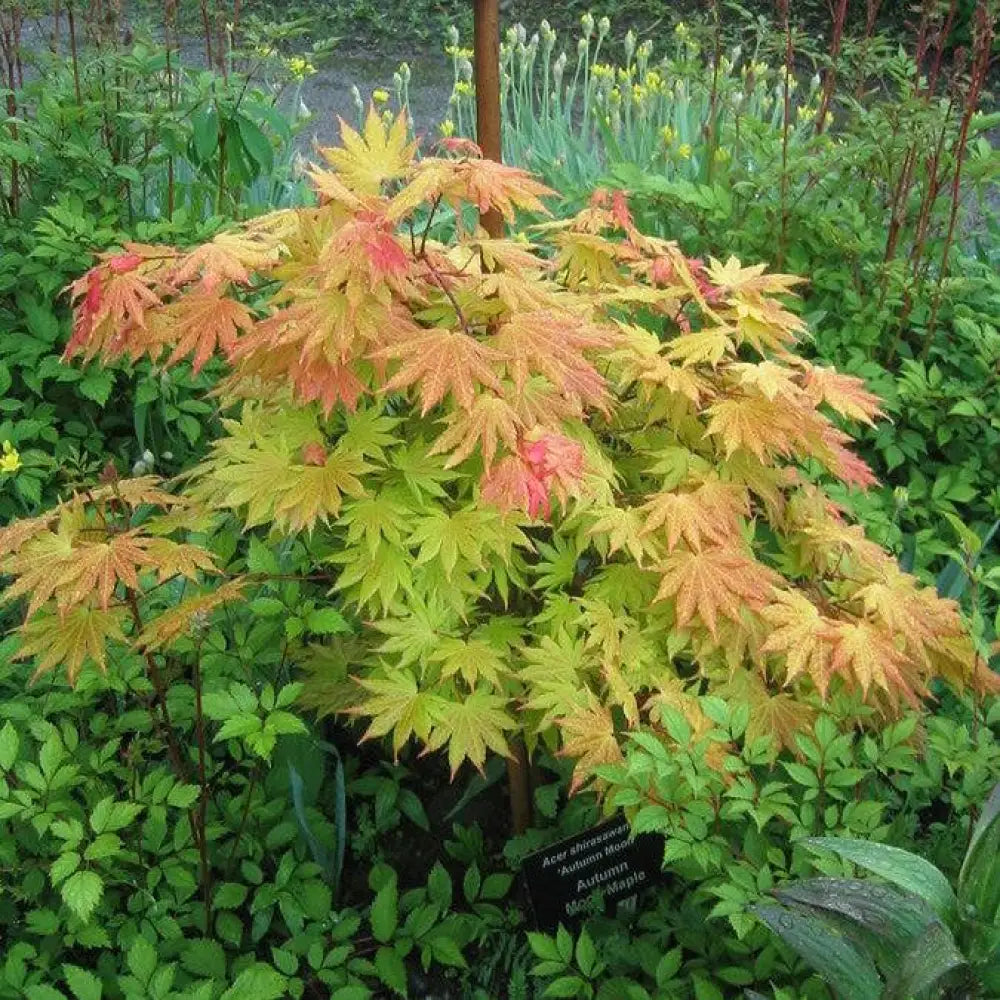 Autumn Moon Japanese Maple 3 GALLON Tree