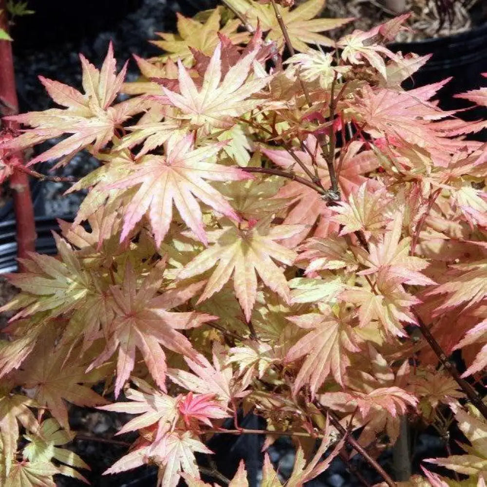 Autumn Moon Japanese Maple 3 GALLON Tree