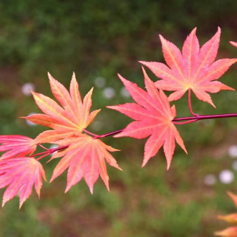 Autumn Moon Japanese Maple 3 GALLON Tree