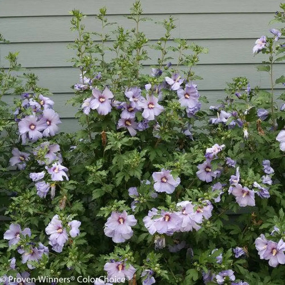 Azurri Blue Satin® Rose of Sharon 3 GALLON Perennial