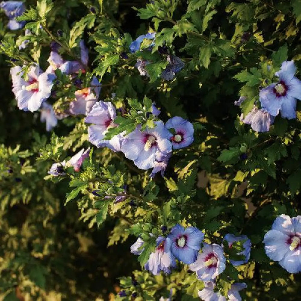 Azurri Blue Satin® Rose of Sharon 3 GALLON Perennial
