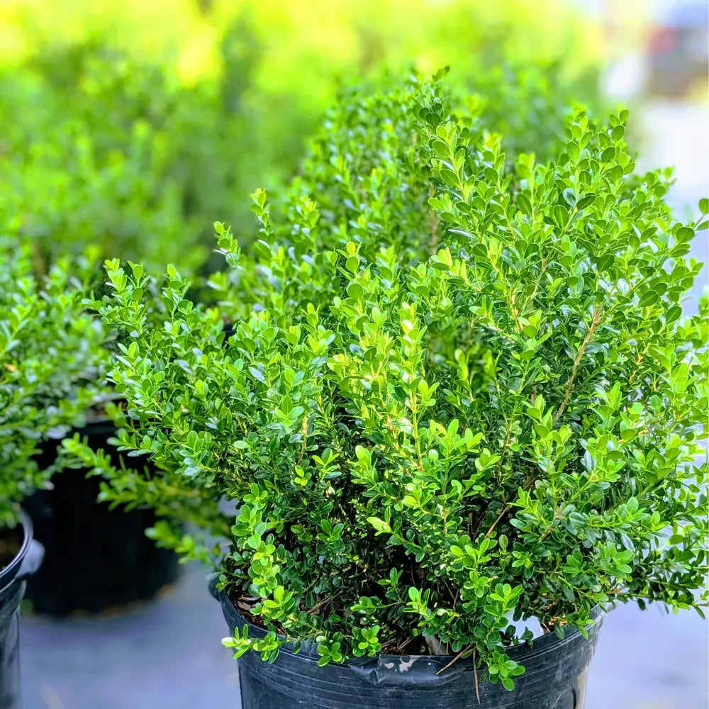 Baby Gem™ Boxwood Shrub