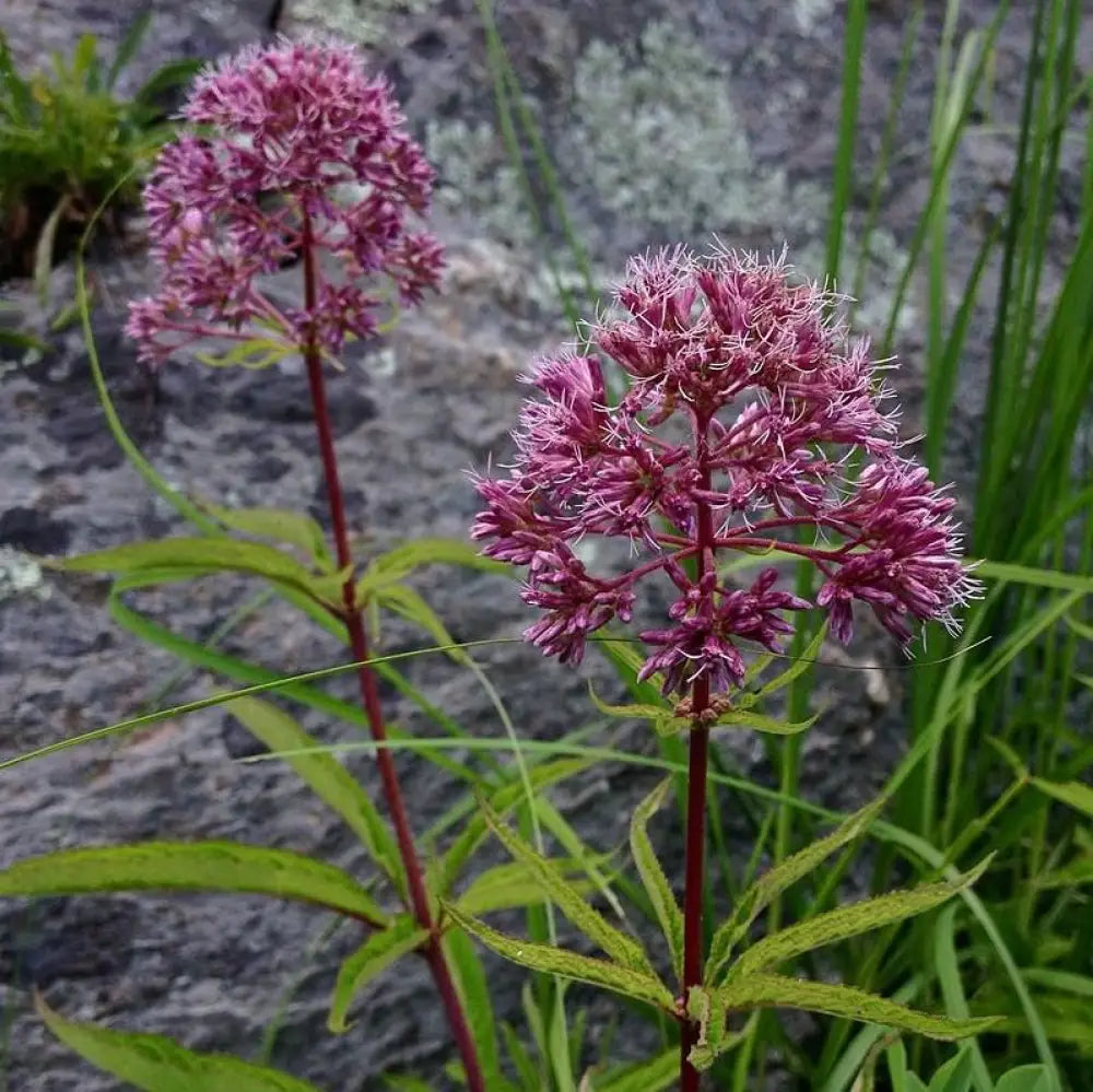 Baby Joe Coastal Plain Joe Pye Weed Perennial