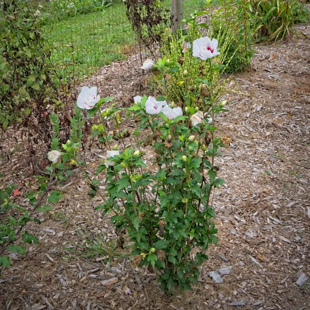 Bali™ Hibiscus 3 GALLON Shrub