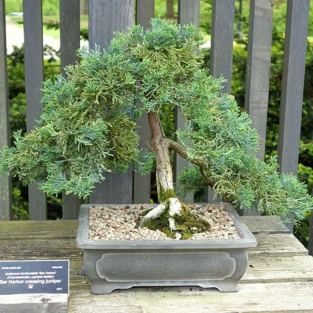 Bar Harbor Juniper Shrub