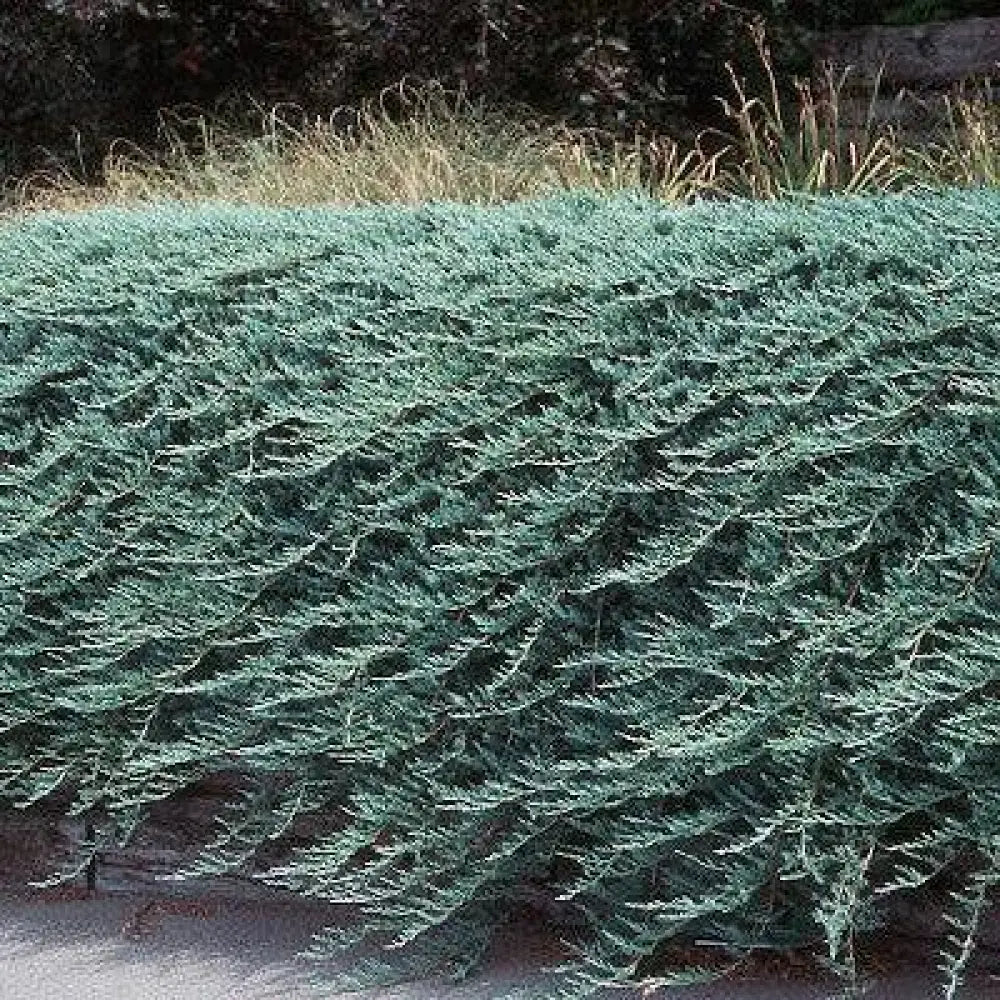 Bar Harbor Juniper Shrub