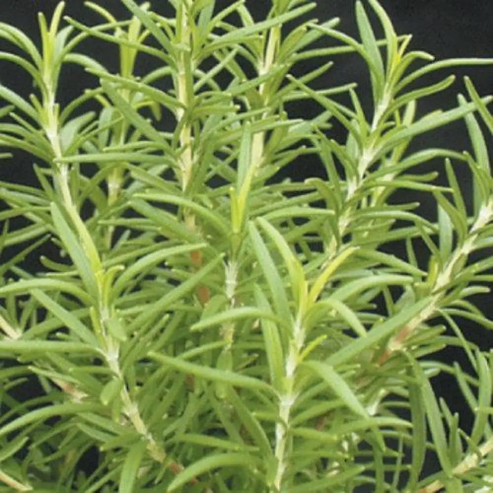 Barbeque Rosemary 1 GALLON Shrub