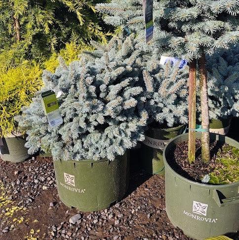 Picea pungens 'Globosa' - Globe Blue Spruce