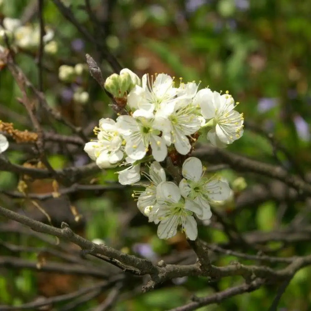 Beach Plum Shrub