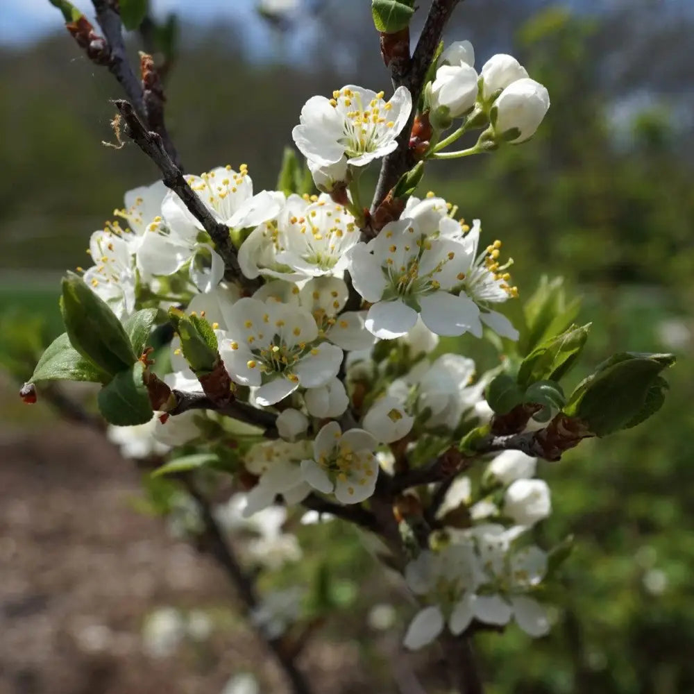 Beach Plum Shrub