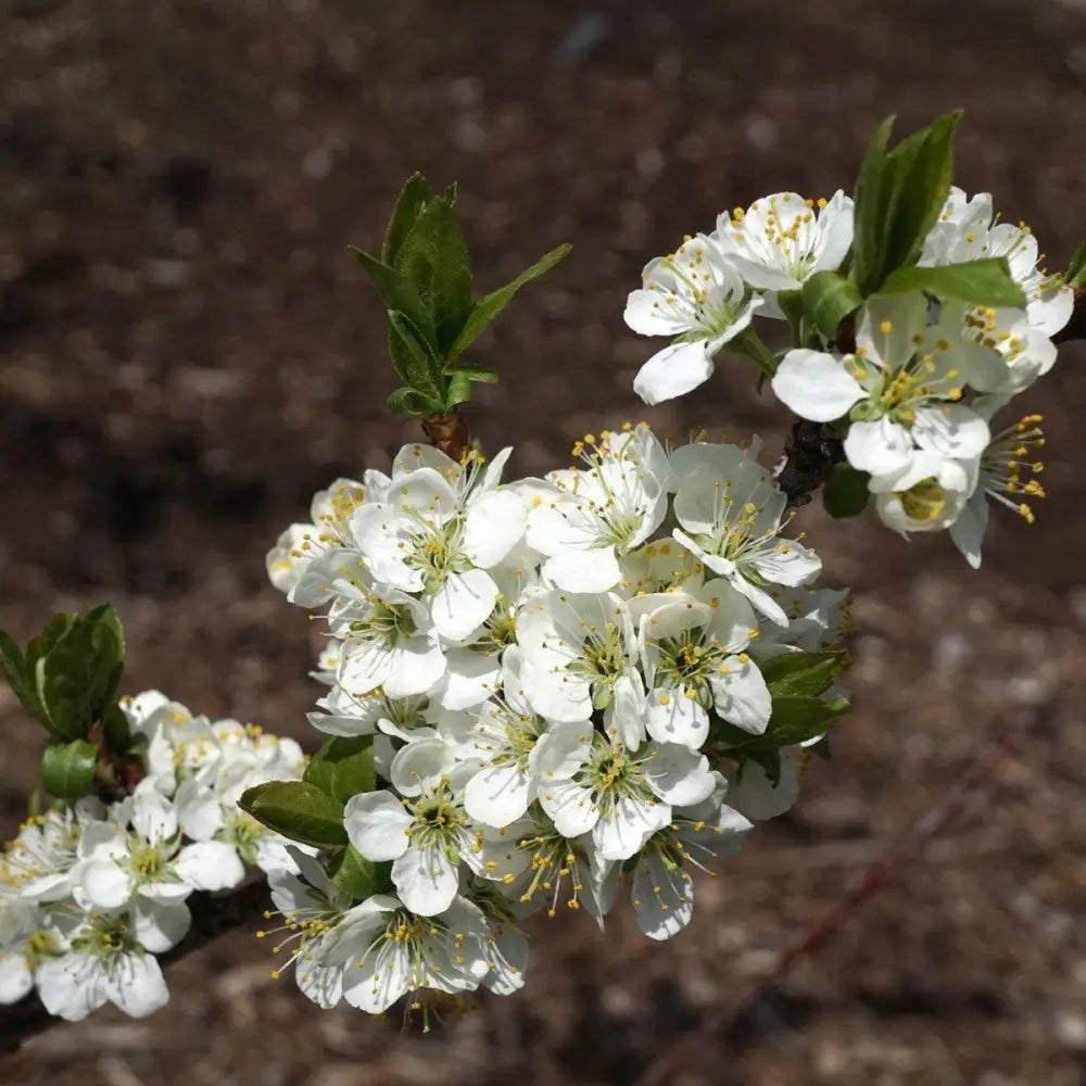Beach Plum Shrub