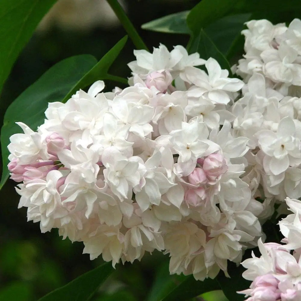 Beauty Of Moscow Lilac 3 GALLON Shrub