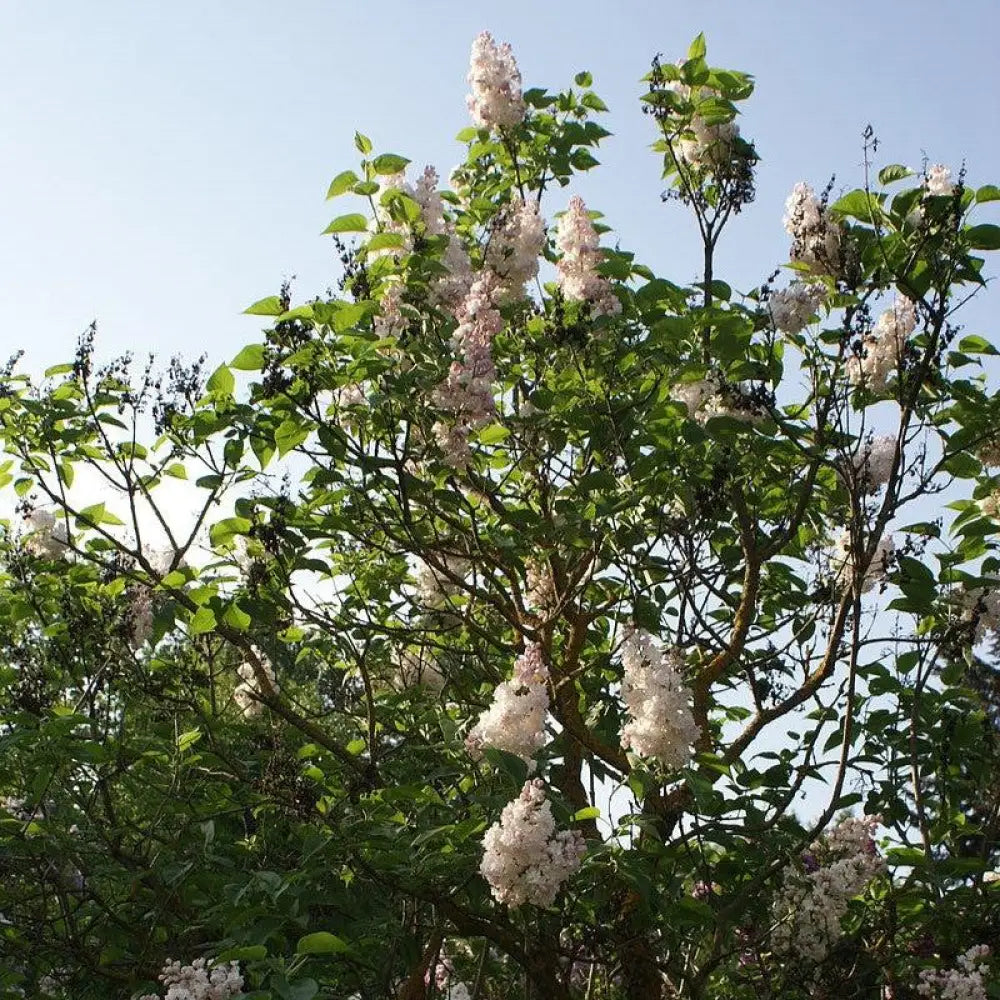Beauty Of Moscow Lilac 3 GALLON Shrub