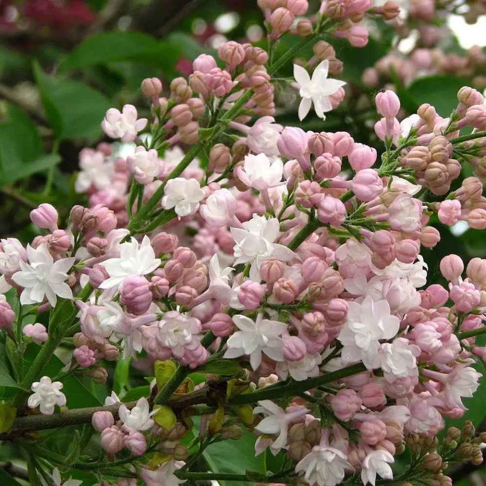 Beauty Of Moscow Lilac 3 GALLON Shrub