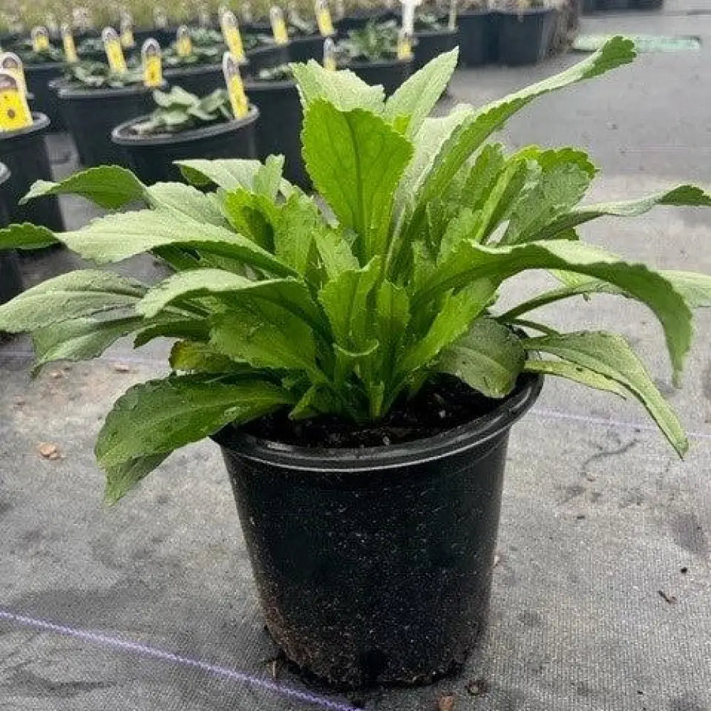 Becky Shasta Daisy Perennial