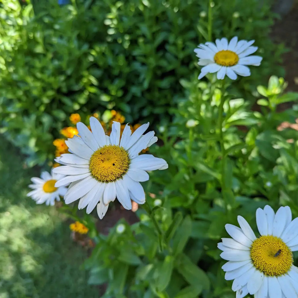 Becky Shasta Daisy Perennial