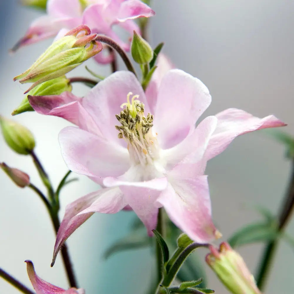 Beidermeier Columbine 1 GALLON Perennial