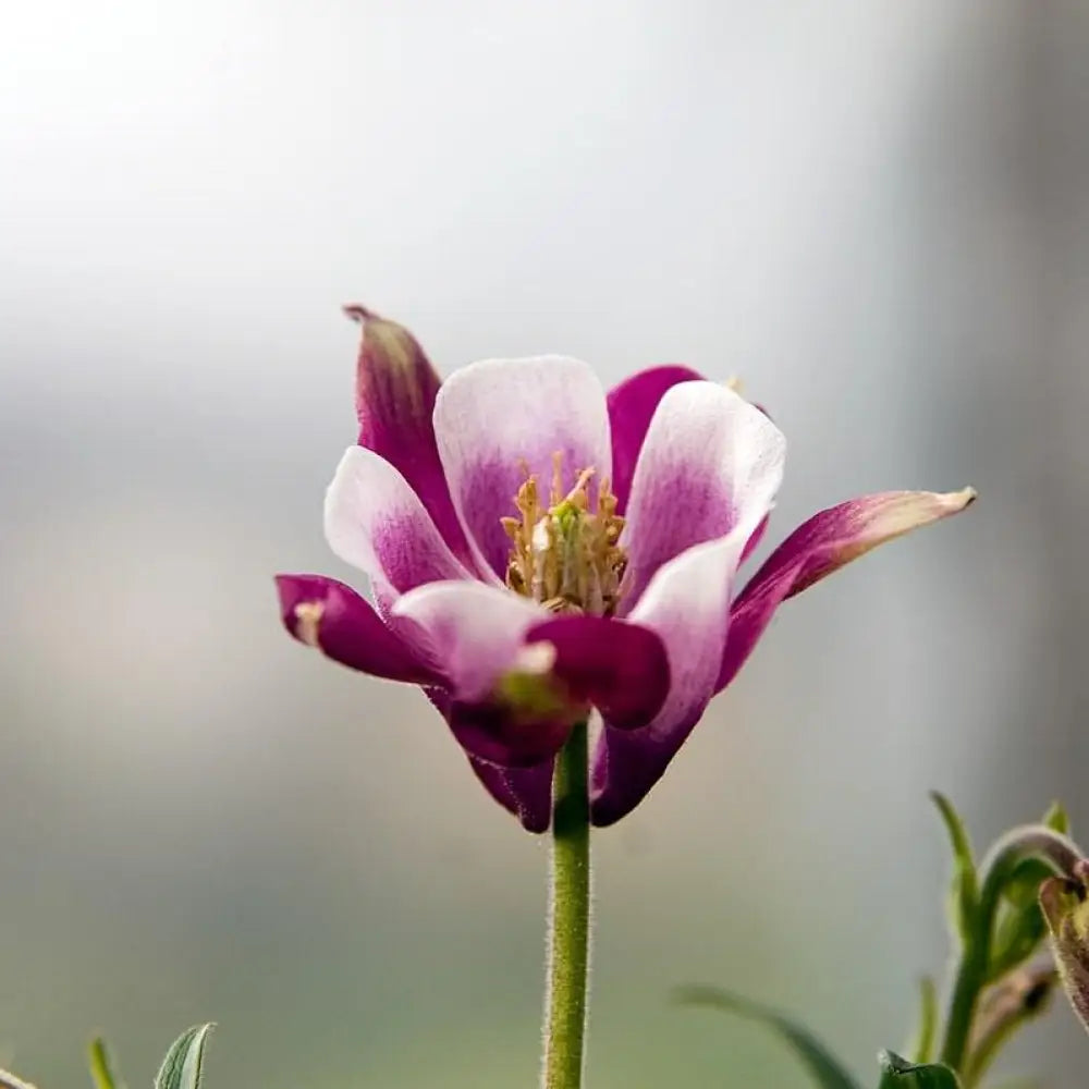 Beidermeier Columbine 1 GALLON Perennial