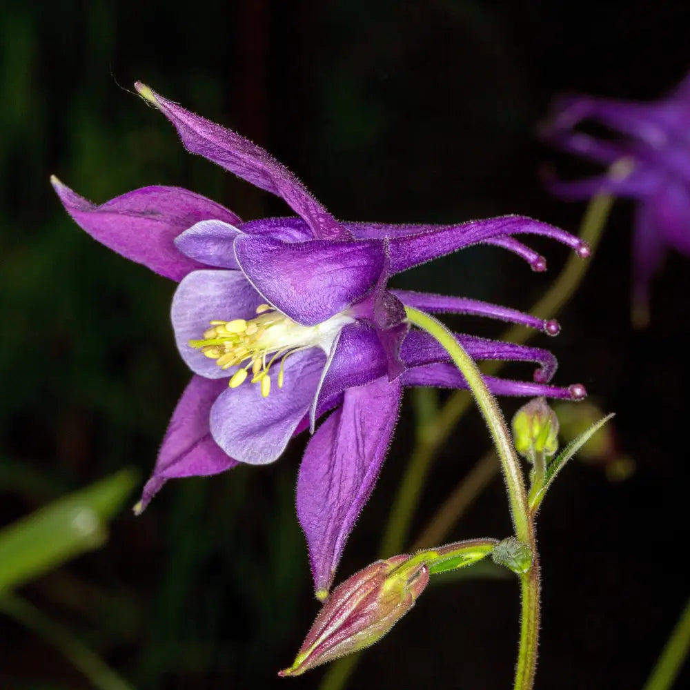 Beidermeier Columbine 1 GALLON Perennial