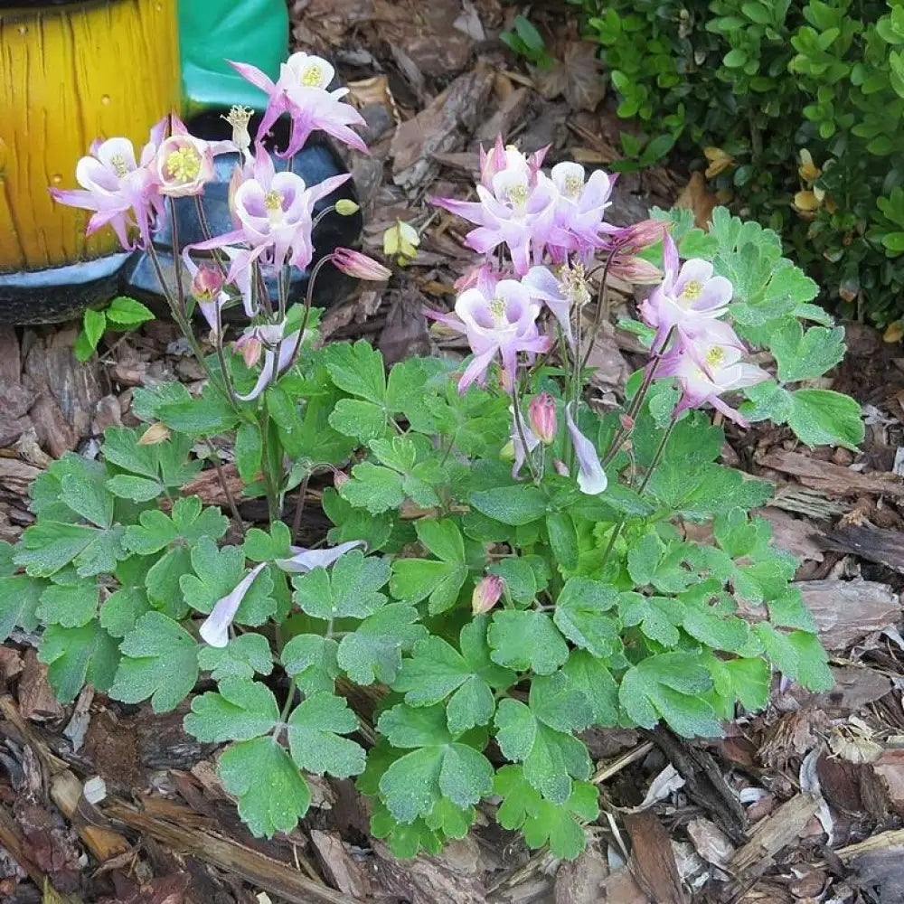 Beidermeier Columbine 1 GALLON Perennial