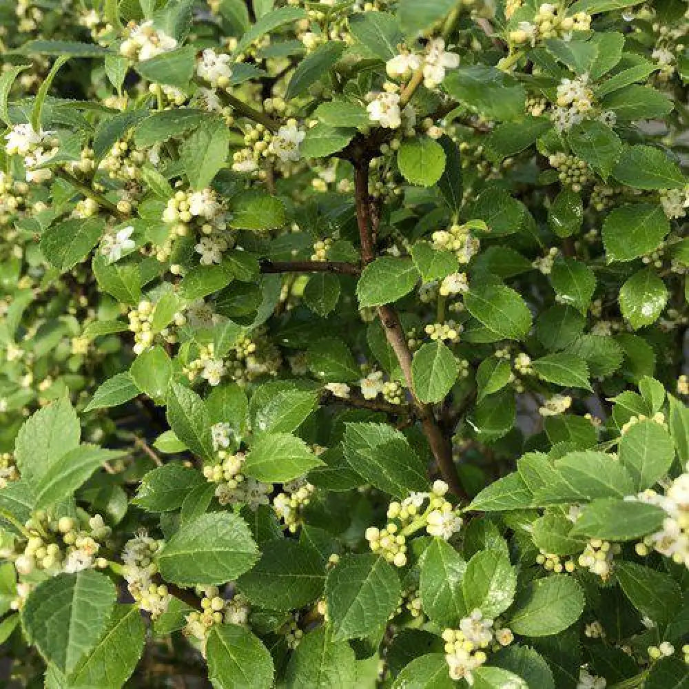Berry Poppins® Winterberry Shrub