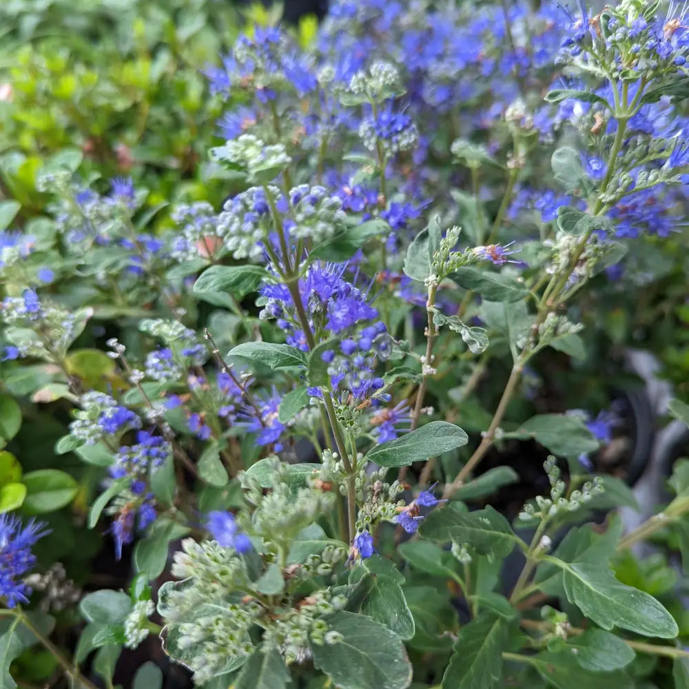Beyond Midnight® Bluebeard 2 GALLON Shrub