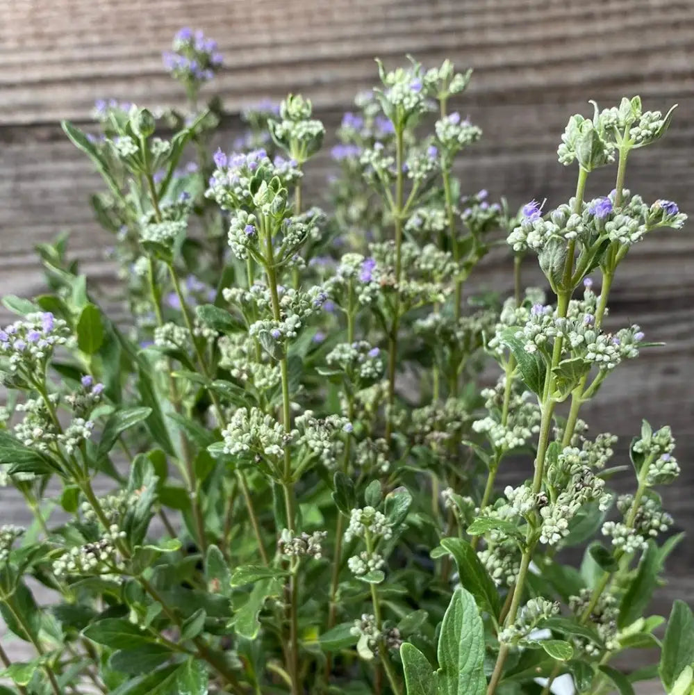 Beyond Midnight® Bluebeard 2 GALLON Shrub