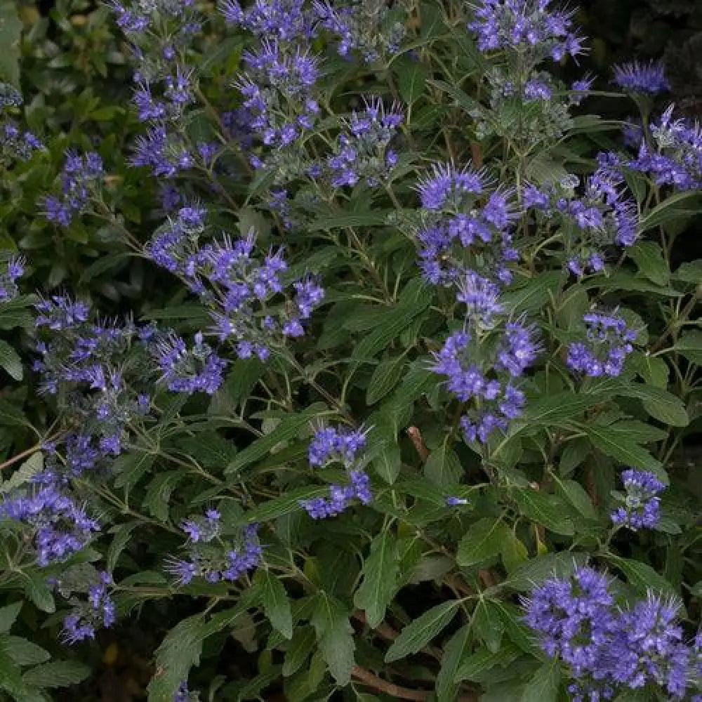 Beyond Midnight® Bluebeard 2 GALLON Shrub