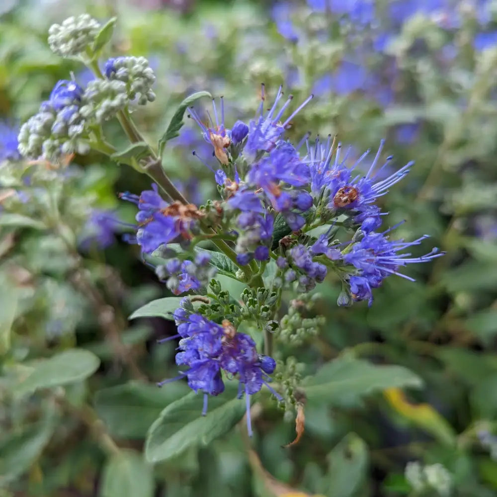 Beyond Midnight® Bluebeard 2 GALLON Shrub