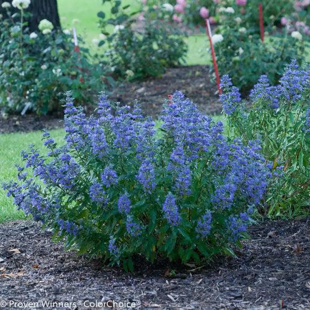 Beyond Midnight® Bluebeard 2 GALLON Shrub
