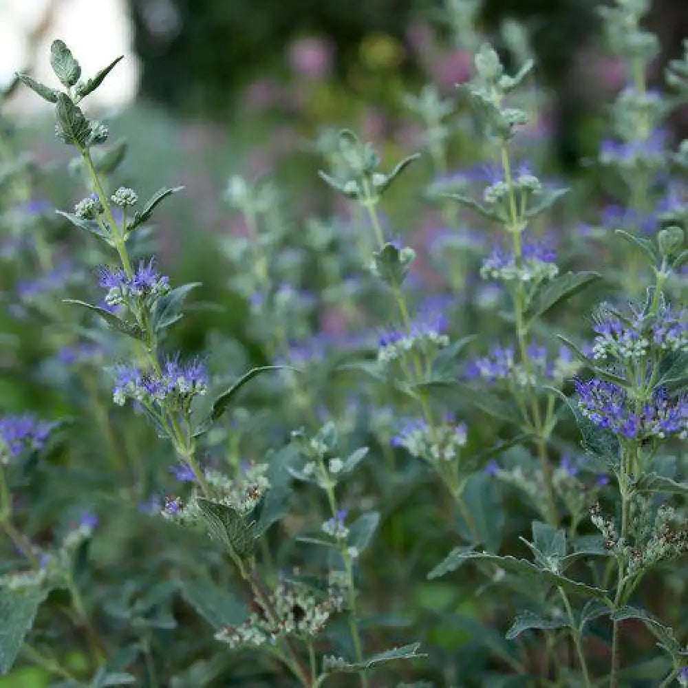 Beyond Midnight® Bluebeard 2 GALLON Shrub
