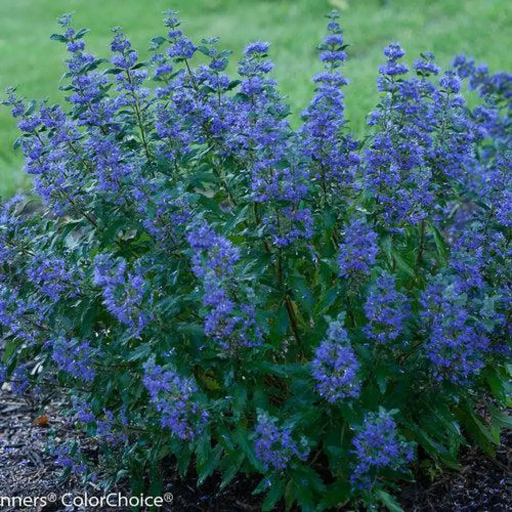 Beyond Midnight® Bluebeard 2 GALLON Shrub