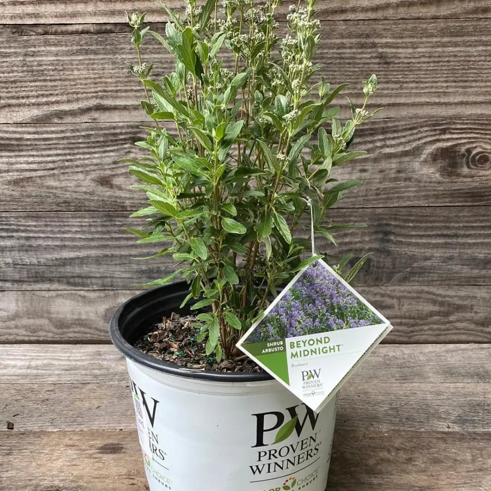 Beyond Midnight® Bluebeard 2 GALLON Shrub
