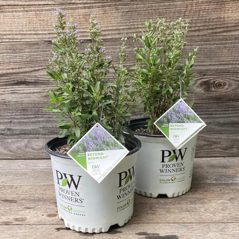 Beyond Midnight® Bluebeard 2 GALLON Shrub
