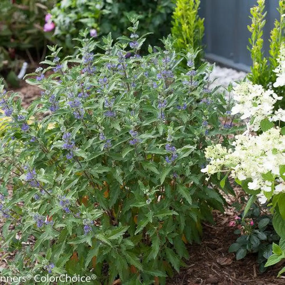 Beyond Midnight® Bluebeard 2 GALLON Shrub