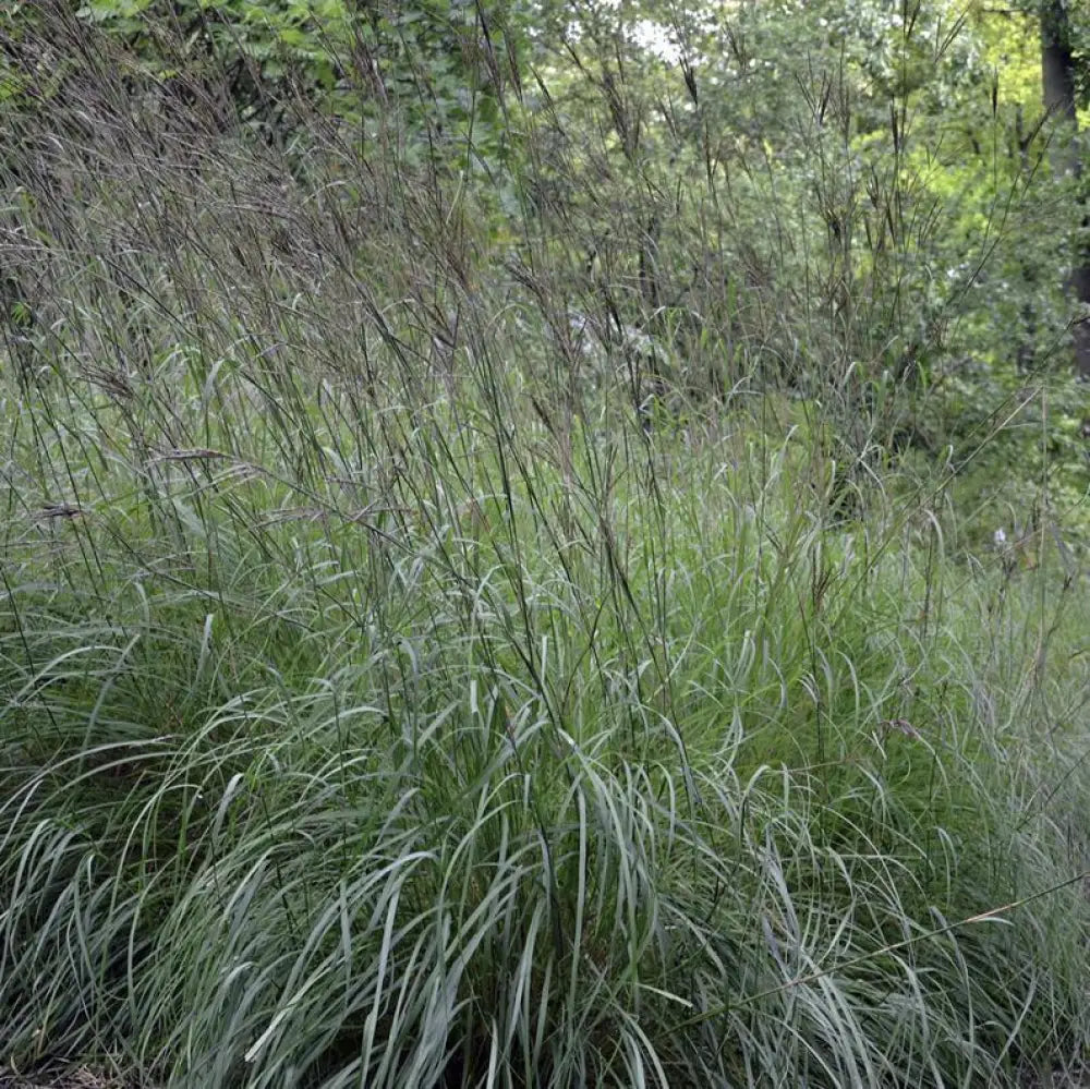 Big Bluestem 1 GALLON Ornamental Grass