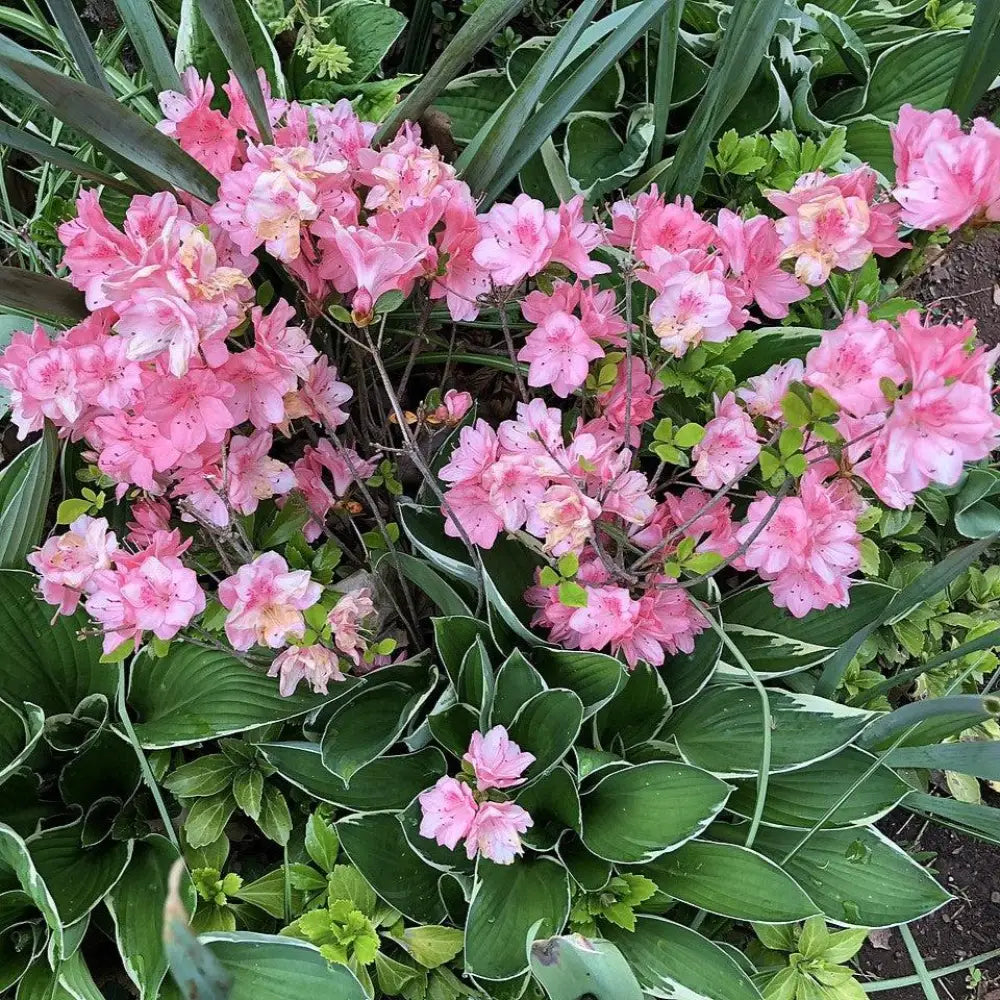Blaauw’s Pink Azalea Shrub