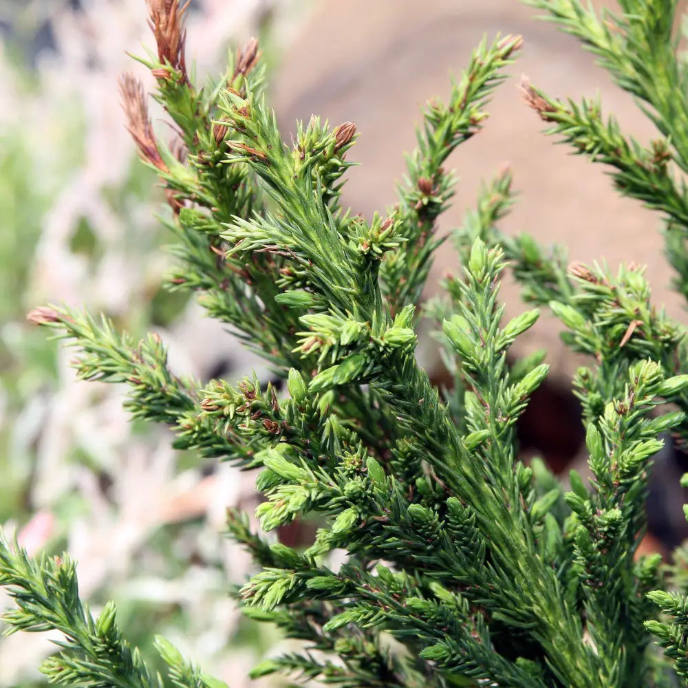 Black Dragon Japanese Cedar Conifer