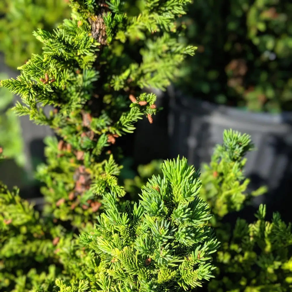 Black Dragon Japanese Cedar Conifer
