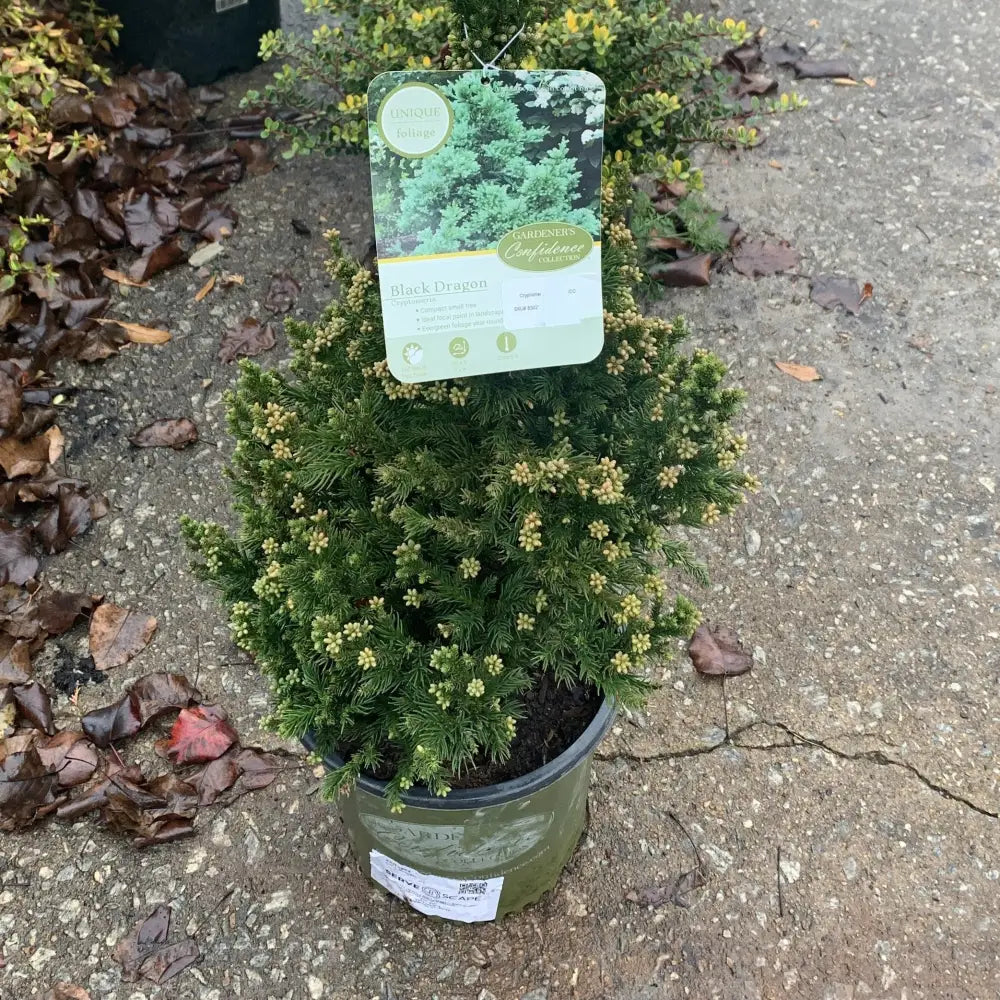 Black Dragon Japanese Cedar Conifer