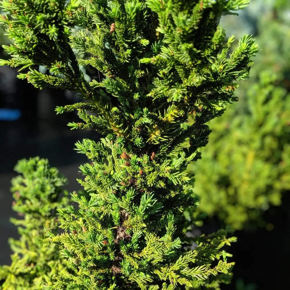 Black Dragon Japanese Cedar Conifer