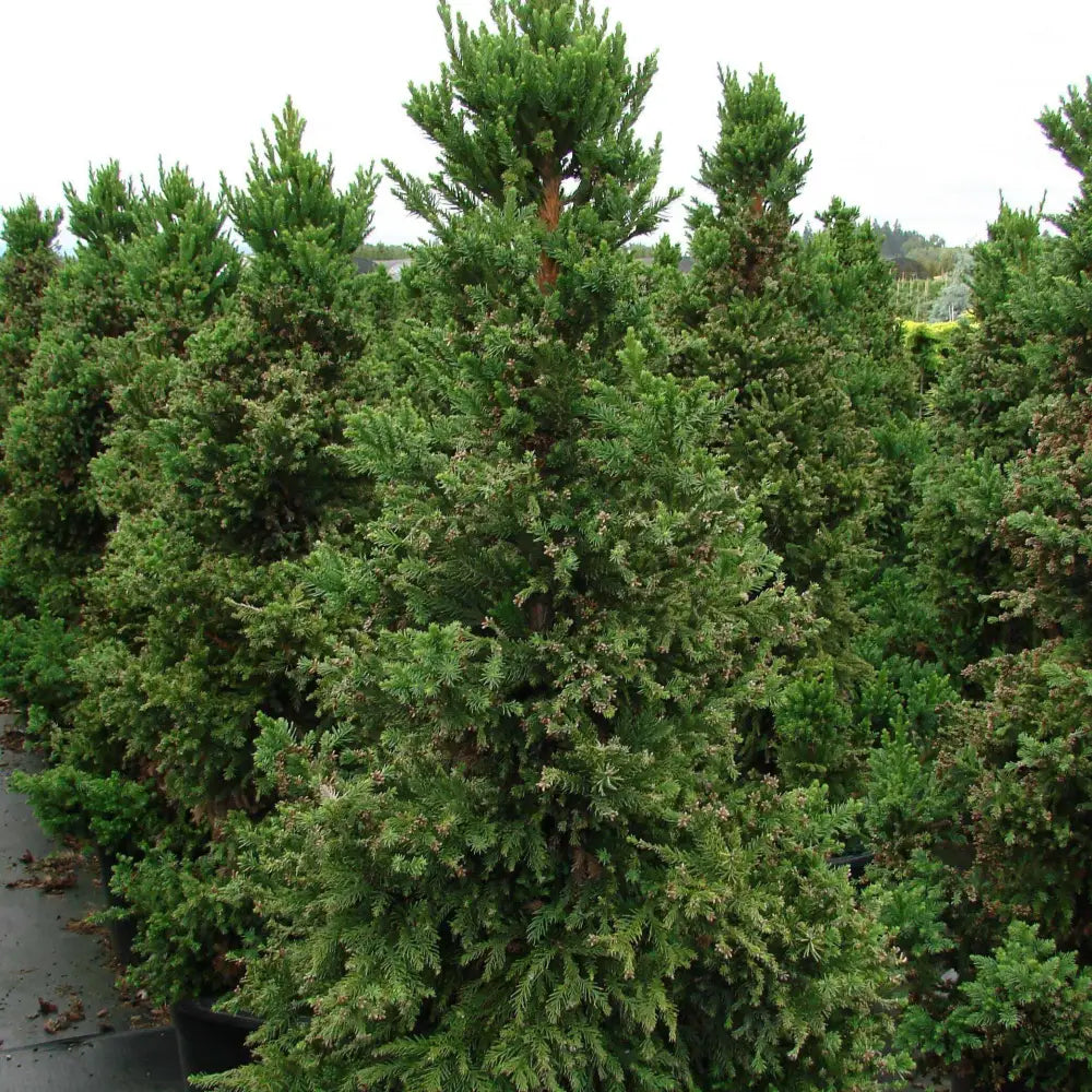 Black Dragon Japanese Cedar Conifer