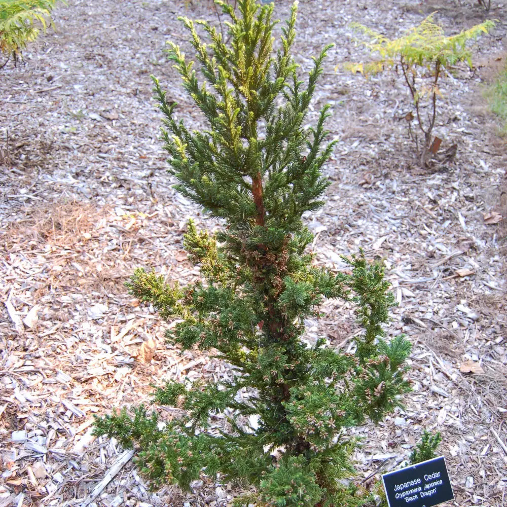 Black Dragon Japanese Cedar Conifer