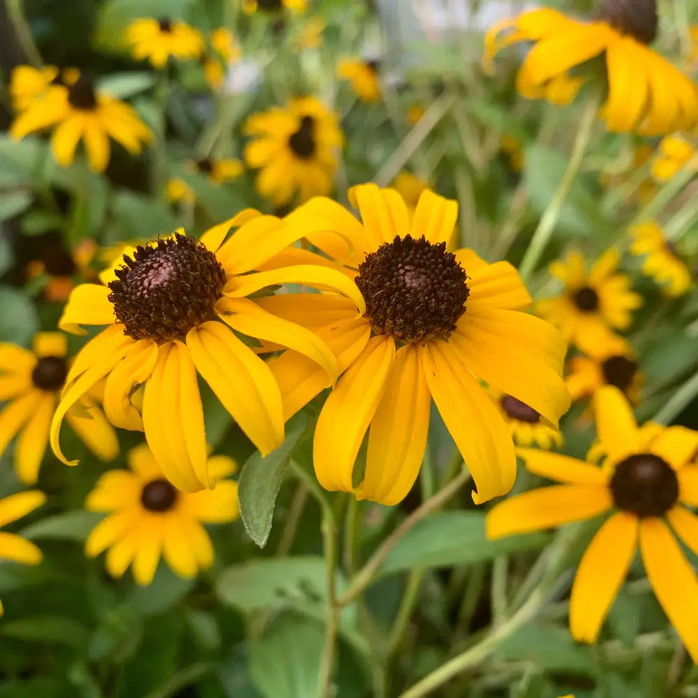 Black-Eyed Susan Perennial