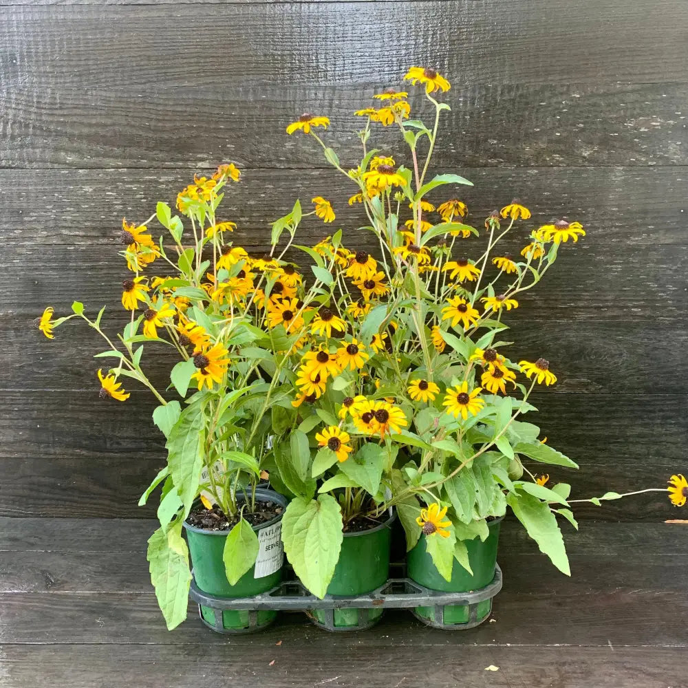 Black-Eyed Susan Perennial