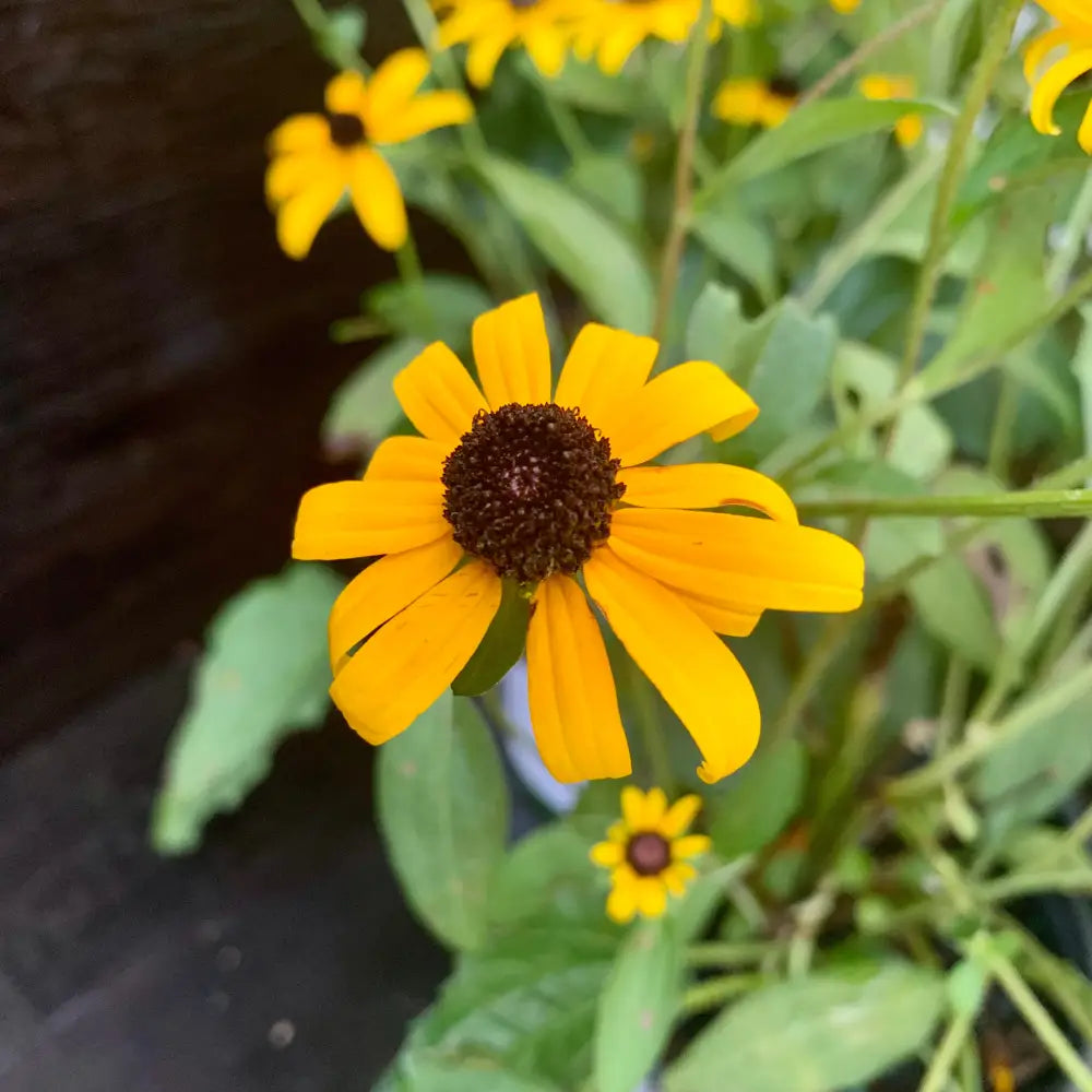 Black-Eyed Susan Perennial